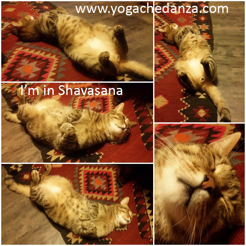 yoga gatto ernesto shavasana